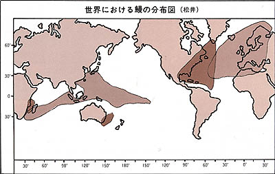 世界における鰻の分布図(松井)